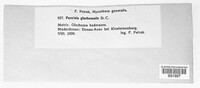 Puccinia glechomatis image